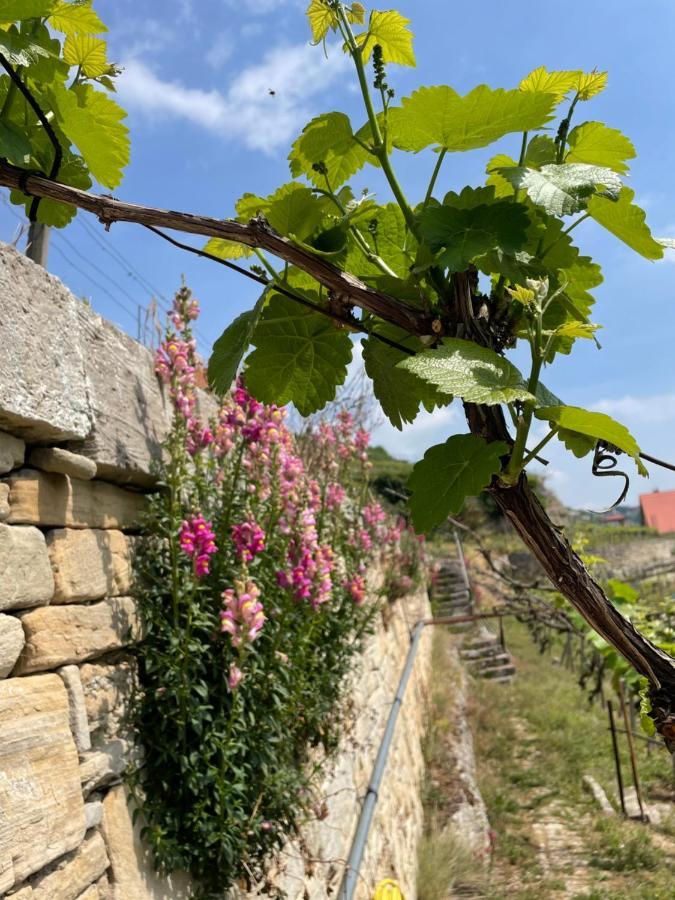 Ferienhaus Traminer Im Weinberg فرايبورغ المظهر الخارجي الصورة